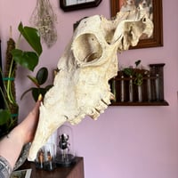 Image 3 of cow skull 