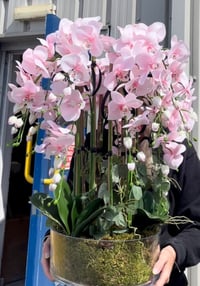 Image 2 of Pink orchid