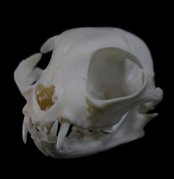 Image of Cat Skull