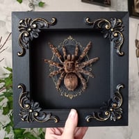 Framed Grammostola Aureostriata