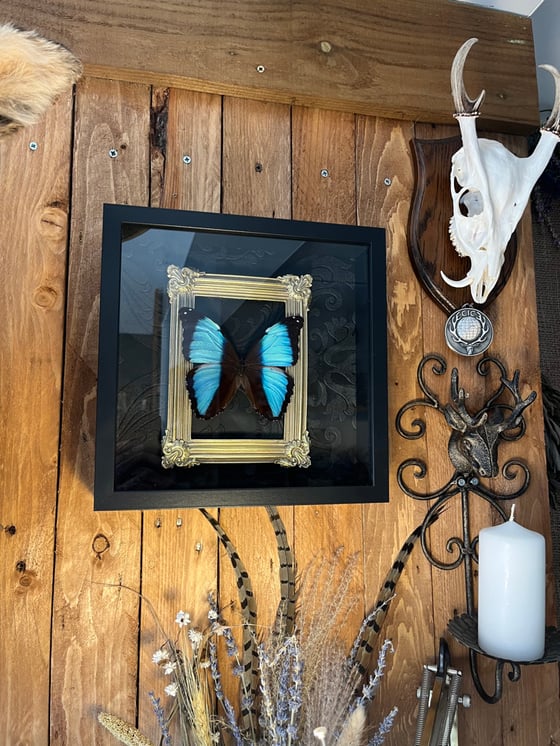 Image of Ornate Blue Morpho Deidamia Butterfly Black