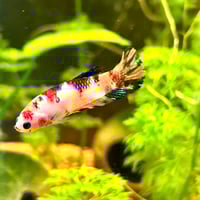 Image of Monkey Face Multicolour Koi Female Plakat