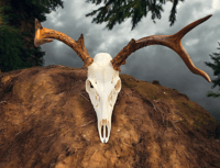 Image 1 of Buck Skull ( Craft  Grade ) 