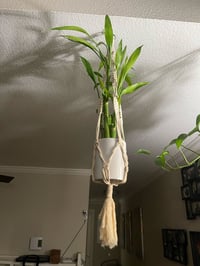 Image 4 of Macramé Plant Hangers 