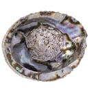 Image 5 of Abalone Shell 