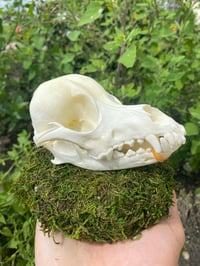 Image 1 of Dog Skull