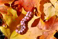 Image 1 of Treasure Found-