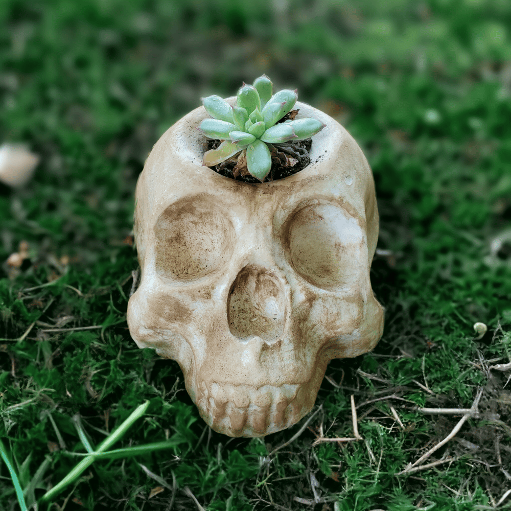 Image of Old Bones Cement Skull Planter