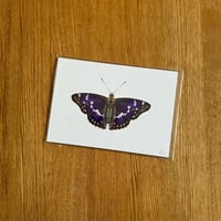 Image 5 of Butterfly Print #1 - Various Designs