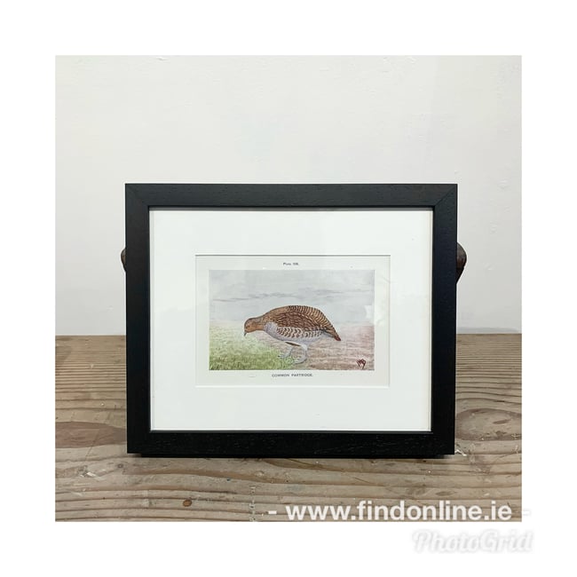 Framed and mounted antique book plate. 