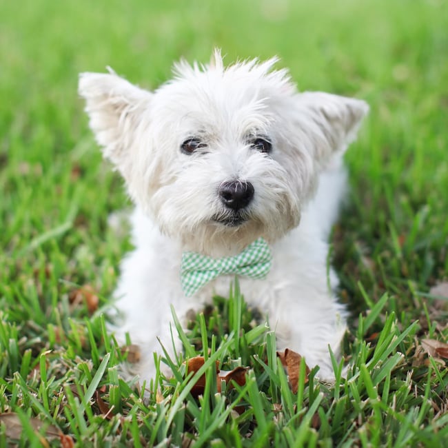 Pet Bow Tie