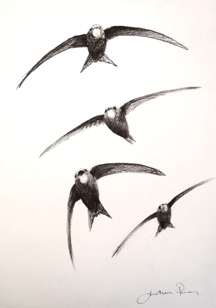Image of Swifts approaching - charcoal study