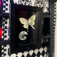 Luna Moth