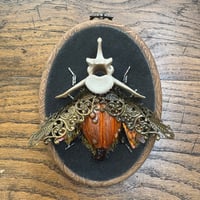 Image 4 of Vertebrae pumpkin beetle (c,  4x5 inches)