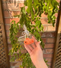 Image 2 of Goldfish in a Bag