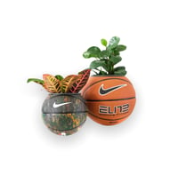 Image 6 of BASKETBALL PLANTS BLACK