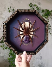 Image 2 of Reserved! Framed tarantula with amethyst abdomen