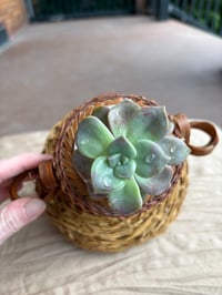 Image 2 of Ghost Plant in Wicker Basket