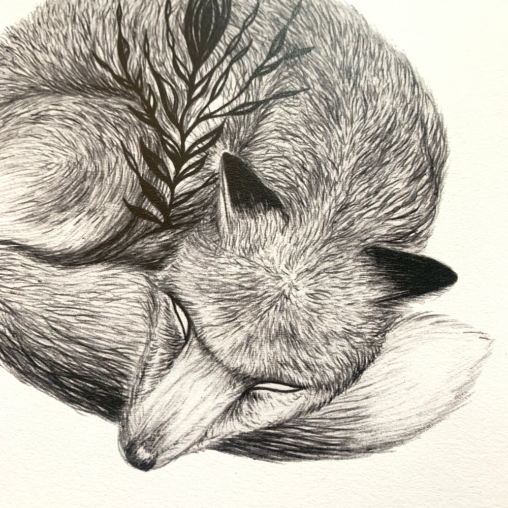 Image of Sleepy Fox