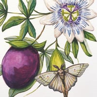 Image 2 of passionfruit & moth A4
