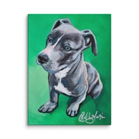 Image 2 of Shorty Pit Bull
