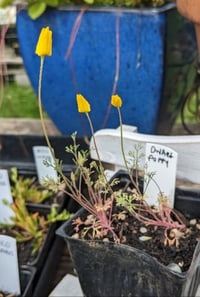 Image 1 of California Dwarf Poppy : Eschscholzia caespitosa