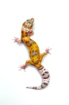 White and Yellow High Contrast Tangerine (B2-15)