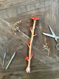 Image 2 of Long long fungi wand 1