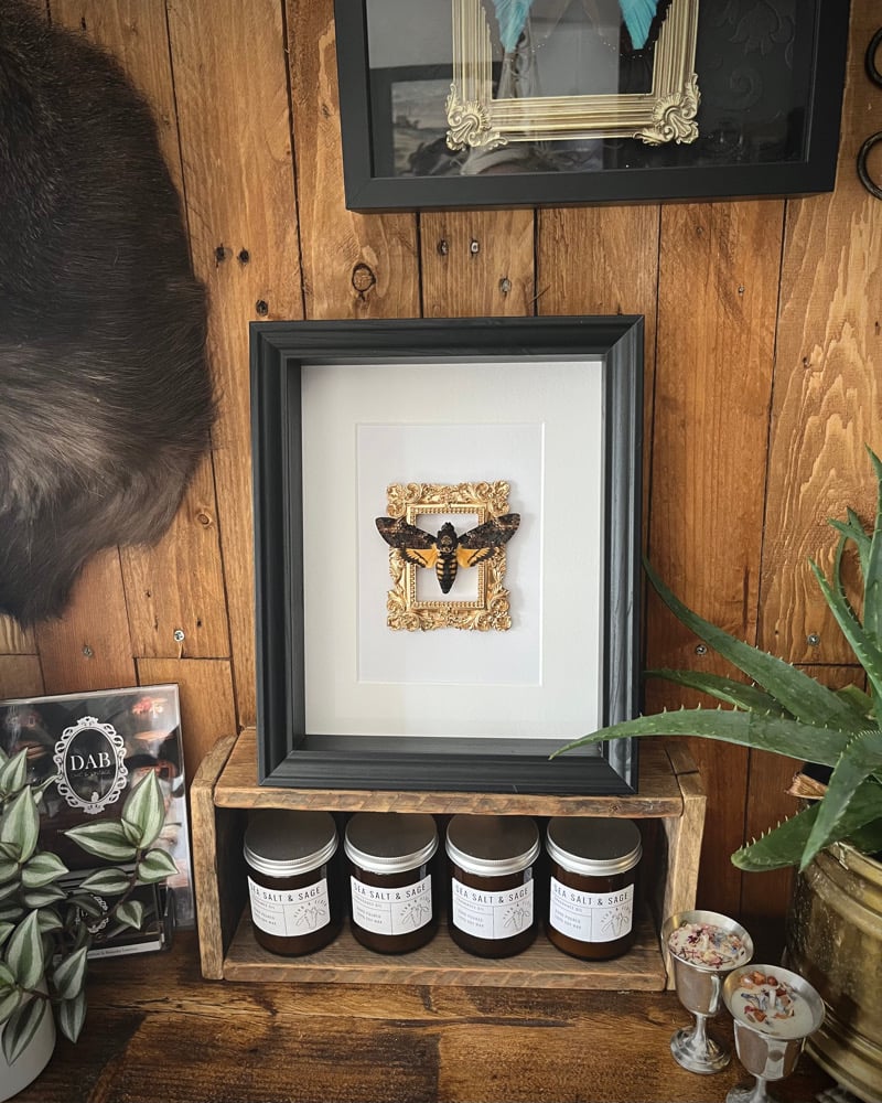 Image of Ornate Death Head Hawk Moth Frame 