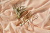 Tillandsia Harrisii Air Plant With Gold Stand 