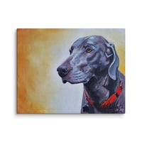 Image 2 of Weimaraner with a Warming Glow