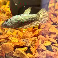 Image of Copper Blue Black Lavender HMPK Female