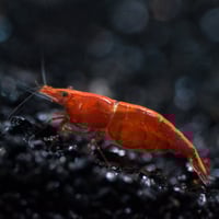 Cherry Shrimp