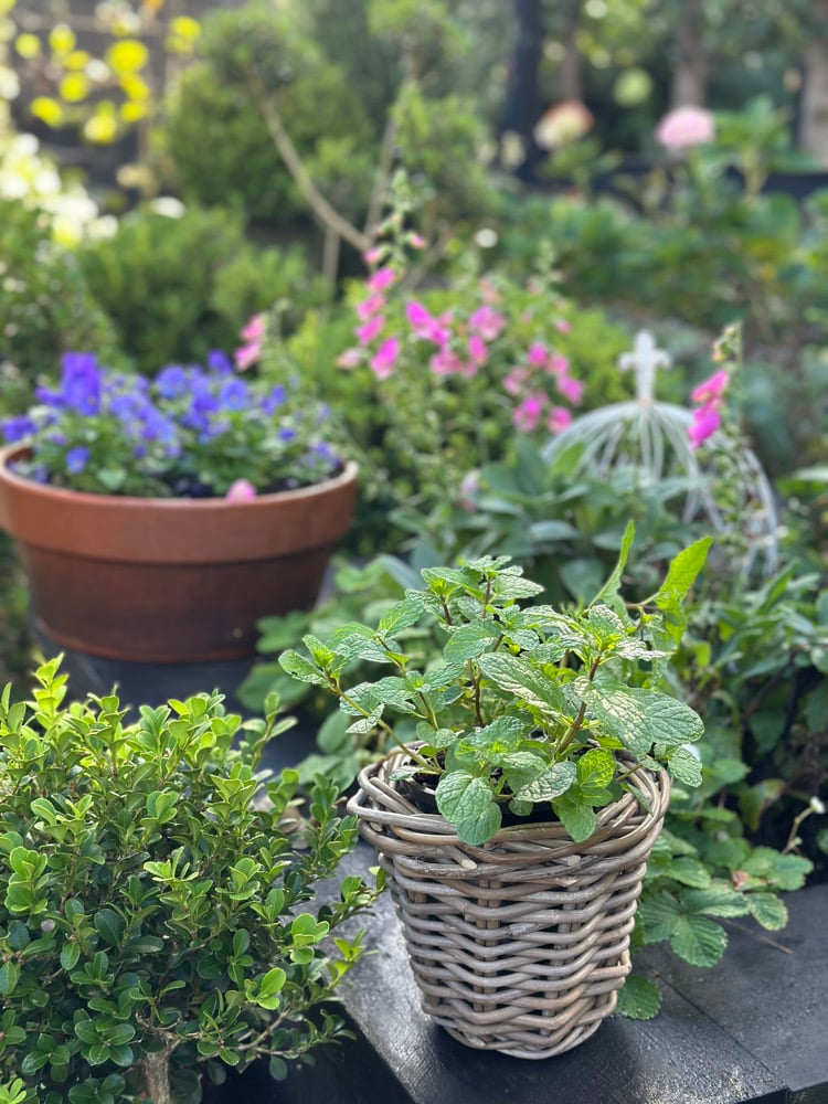 Image of Herb Basket 