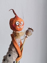 Image 2 of Pumpkin Poppy