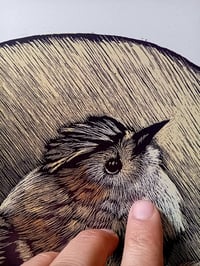 Image 2 of Regolo - Goldcrest