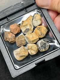 Image 4 of Staurolite Maltese Cross Crystals in Matrix | Mt Isa QLD Australia #2781