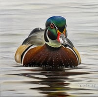 Wood duck