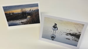 Image of  Barn owl and lapwing cards- pack of 4