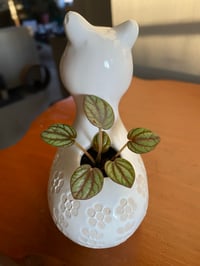 Image 3 of Rippled Pepper Peperomia in White Llama
