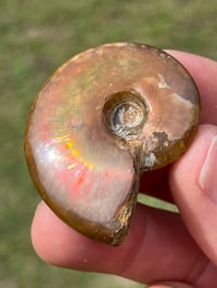 Image 1 of Rainbow Iridescent Ammonite Shell Fossil #2635