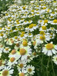 Image 2 of ELIXIR DOLOR MENSTRUAL