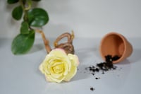 Image 4 of Rose Mandrake - Sweet Pea
