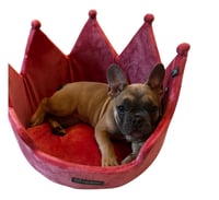 Image 3 of Frenchie 