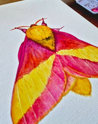 Image 2 of Rosy Maple Moth ORIGINAL ARTWORK copy