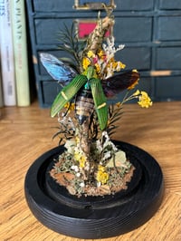 Image 3 of jewel beetle dome