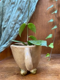 Image 4 of Teacup Anemone Hoya in Handmade Vince Mascoli Original