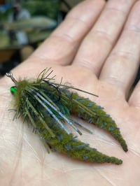 Image 2 of Creek Bum Craw 
