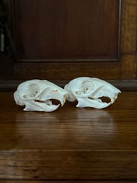 Image 3 of grey squirrels no molars