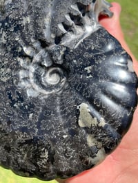 Image 11 of Large Black Ammonite Fossil With Pyrite | Madagascar #2699